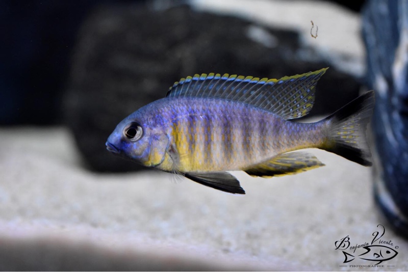 Lethrinops sp. 'auritus lion' Lion's Cove